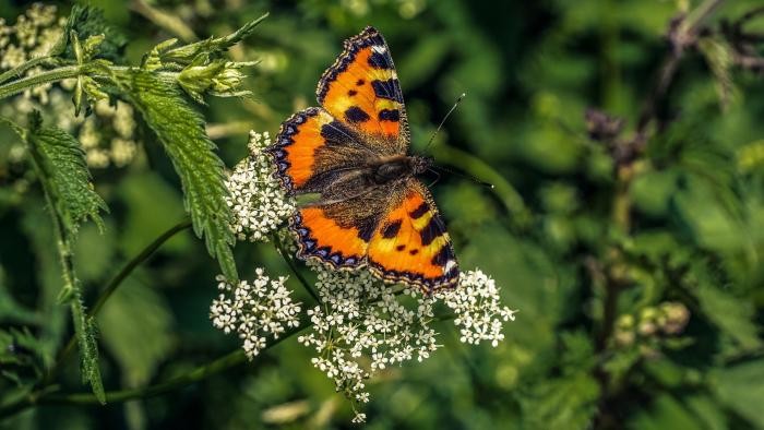 little-fox-5401809_1920