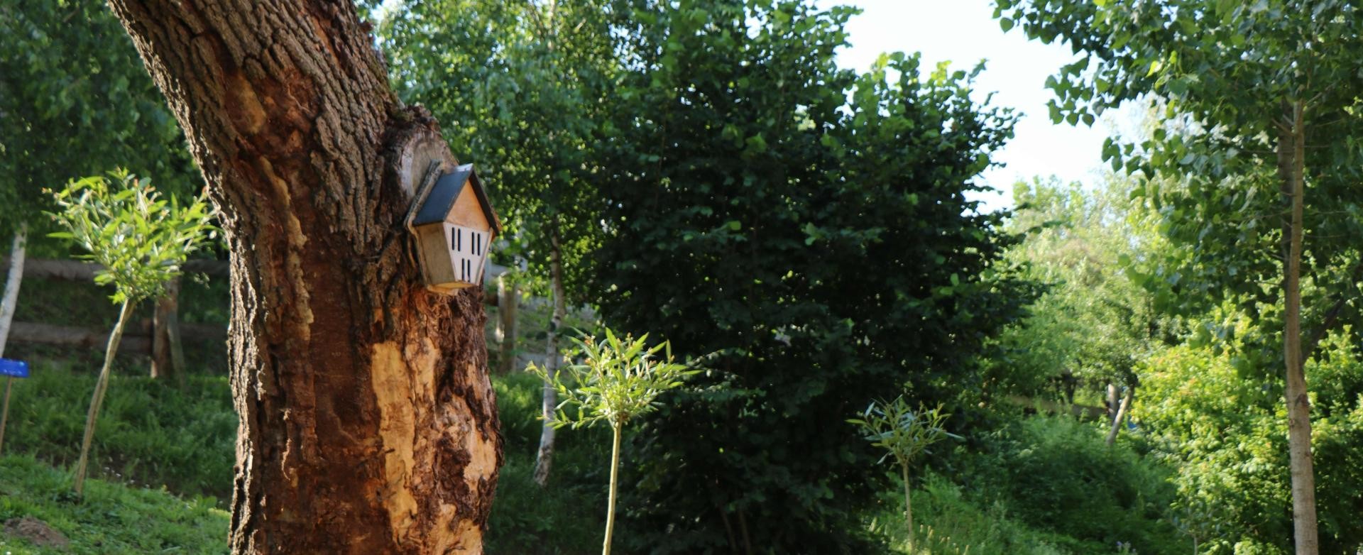 Nistkasten An einem Stamm inmitten sommerlicher Bäume ist ein kleines Vogelhäuschen angebracht
