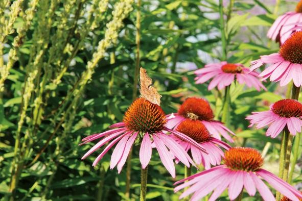 Acht blühende Sonnenhüte, rosafarbene Blumen, mit Schmetterling