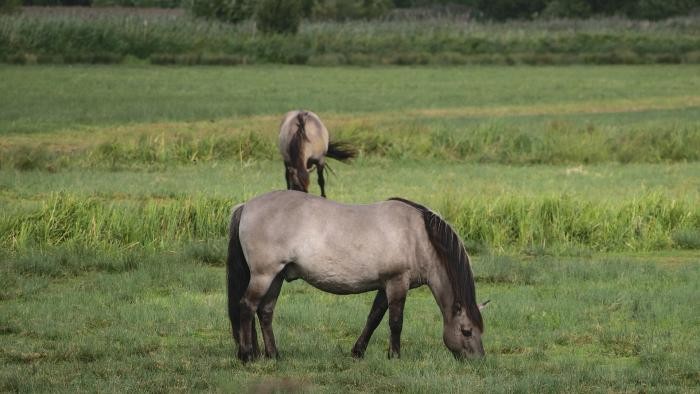 Konik-Pferde auf Weide Konik-Pferde, die hellgrau sind mit schwarzen Beinen, grasen auf Weide