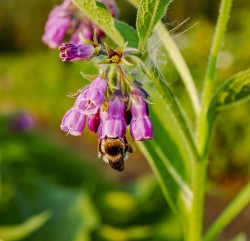 Gemeiner Beinwell Gemeiner Beinwell mit helllila Blüte, in der eine Hummel ihren Kopf hineinsteckt