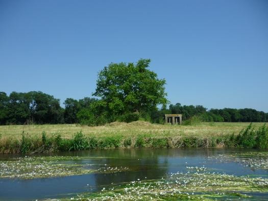 Gewässer mit Algenbewuchs, im Hintergrund eine Wiese, aus der eine Stellfalle herausragt, daneben ein einzelner Baum, im Hintergrund eine Baumreihe