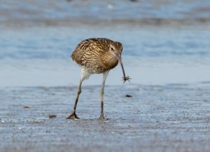 Großer Brachvogel Großer Brachvogel, ein dunkelbrauner Vogel mit geflecktem Gefieder, der mit langen Beinen durchs Watt wandert, im langen Schnabel einen Krebs