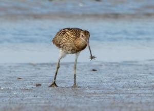 Großer Brachvogel Großer Brachvogel, ein dunkelbrauner Vogel mit geflecktem Gefieder, der mit langen Beinen durchs Watt wandert, im langen Schnabel einen Krebs