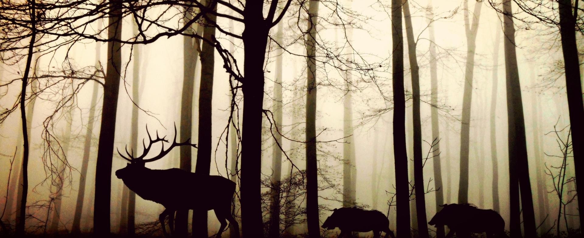 Silhouette eines Hirsches und zweier Wildschweine in dämmrigem Wald