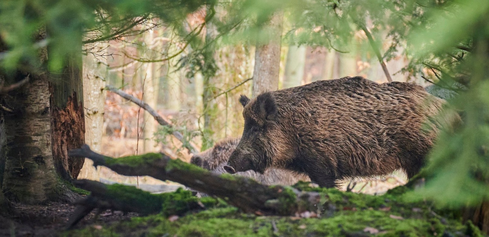 Wildschwein im Dickicht Wildschwein im Dickicht