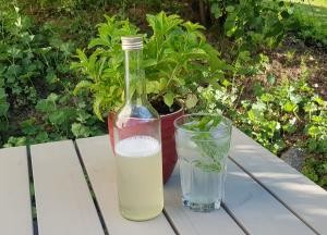 Eine Flasche mit Zitronensirup, rechts daneben ein Glas mit fertiger Limonade, garniert mit einem Zweig Minze, dahinter ein Blumentopf mit Minze