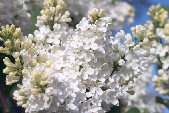 weißer Sommerflieder