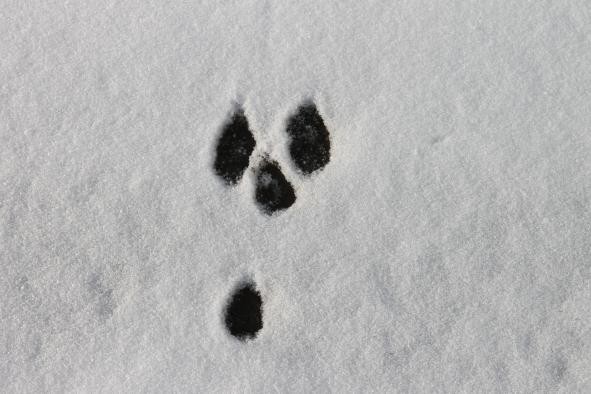 Tierspur im Schnee