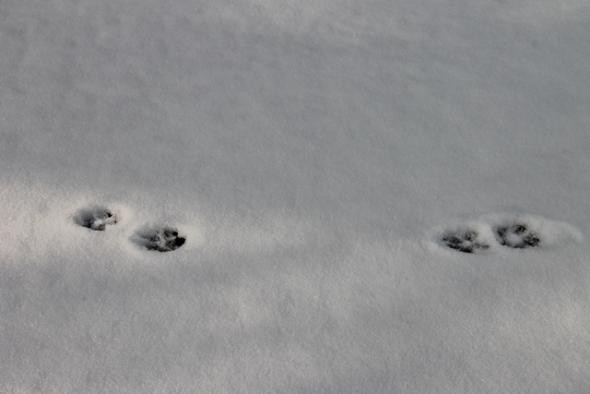 Tierspuren im Schnee