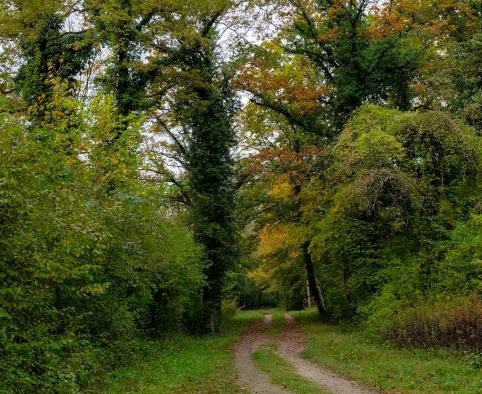 Ein Waldweg führt zwischen herbstlichen Bäumen hindurch