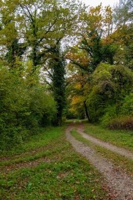 Weg, der in Wald führt Weg, der in Wald führt