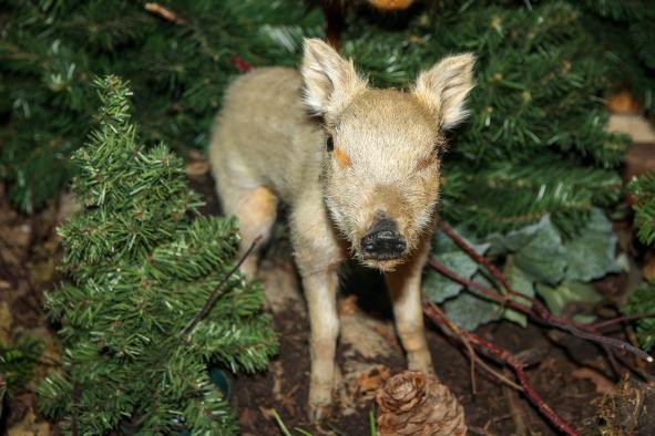 Wildschweinferkel Wildschweinferkel