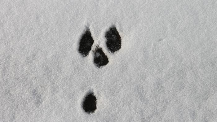Tierspuren im Schnee Tierspuren im Schnee