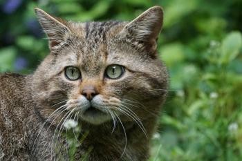 Europäische Wildkatze, die am Zuschauer vorbei nach links schaut Europäische Wildkatze, die am Zuschauer vorbei nach links schaut
