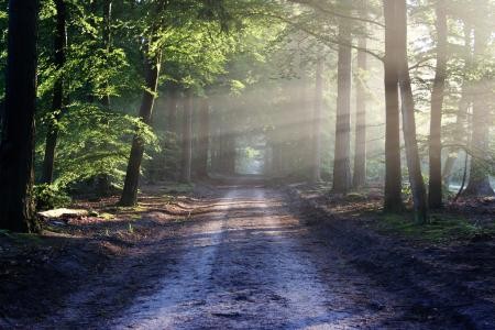 Waldweg, rechts und links stehen Bäume, durch die das Sonnenlicht diffus scheint