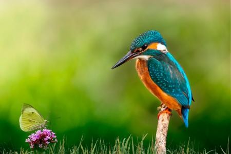 Eisvogel