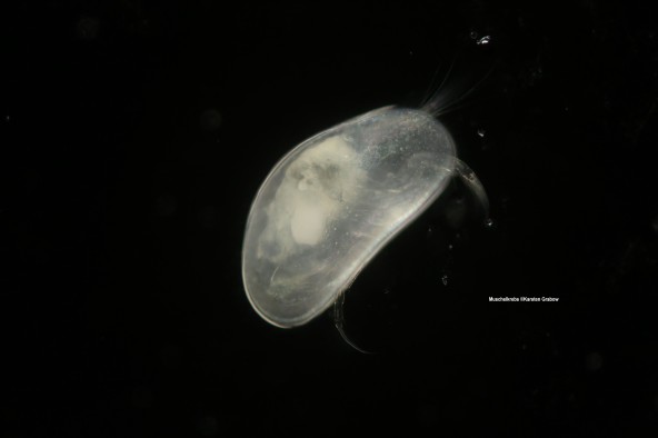 Muschelkrebs Muschelkrebs vor schwarzem Hintergrund