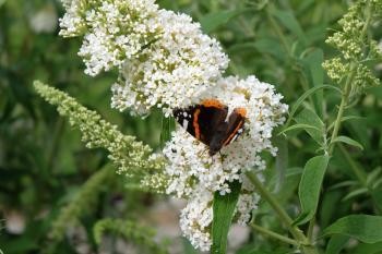 weiße Blume mit Schmetterling weißer Sommerflieder mit Schmetterling