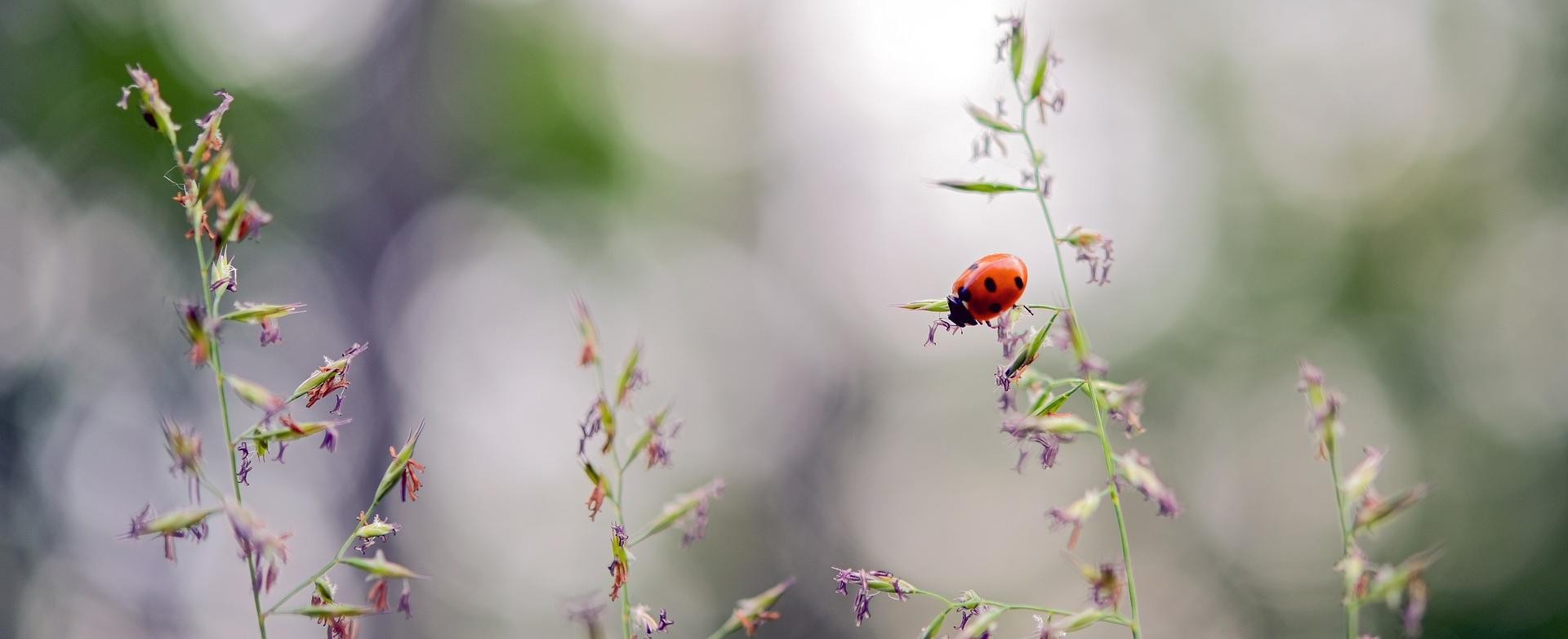Marienkäfer Marienkäfer krabelt auf Gräsern