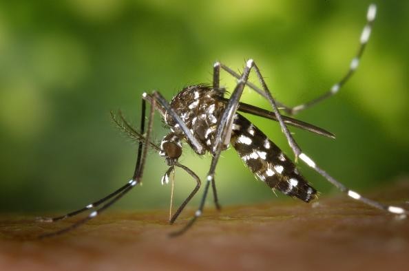 Asiatische Tigermücke in Großaufnahme