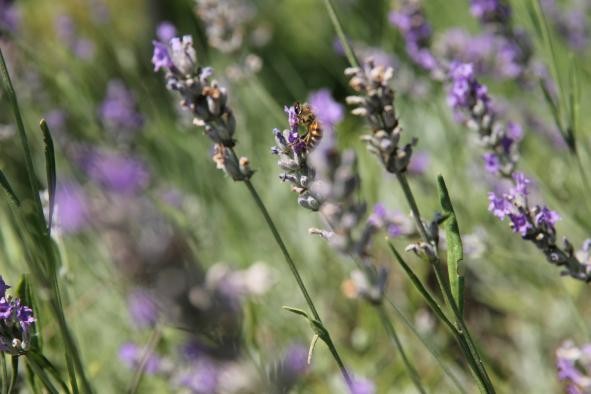 Bienen sind nützliche Helfer Biene sitzt auf einem Lavendelzweig