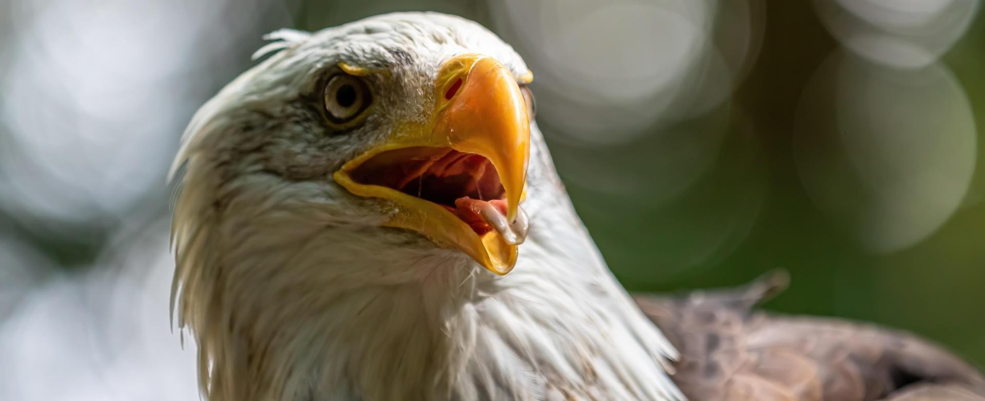 Adler Nahaufnahme eines Adlers, der den Schnabel öffnet