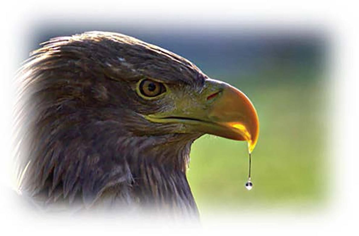 Adler Adlerkopf, von dessen Schnabel ein Wassertropfen herabtropft