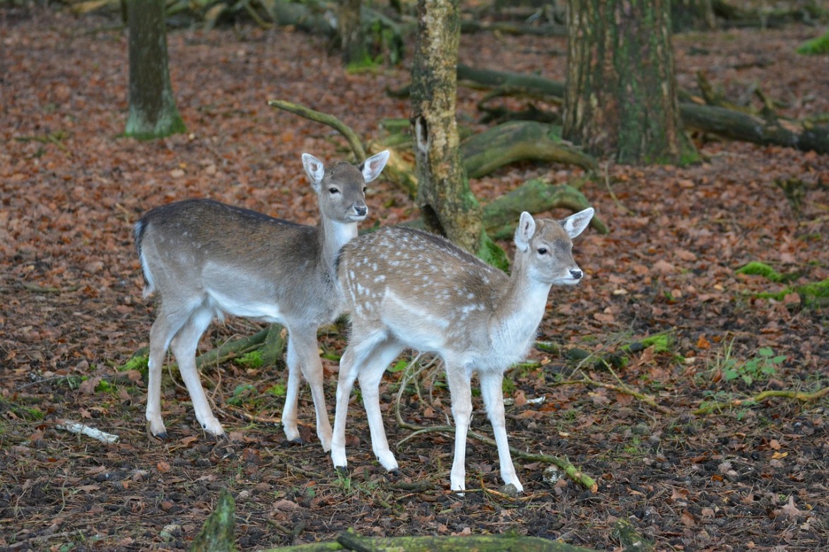 zwei Rehkitze vor einem Baumstamm im Wald