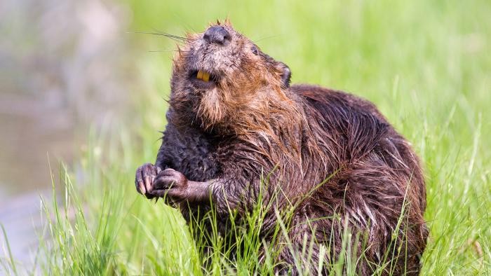 Ein Biber reckt seinen Mund in die Kamera und zeigt seine Vorderzähne, vor Brust sind die Pfoten gefaltete