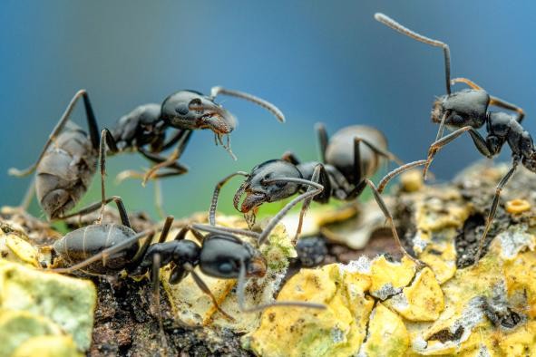Tapinoma vier Ameisen bearbeiten einen Boden