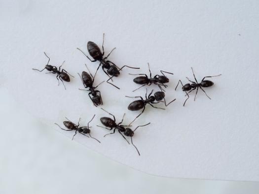 Größenunterschiede der Tapinoma verschiedene Ameisen der Art Tapinoma, durch dessen Abbild die Größenunterschiede sichtbar werden