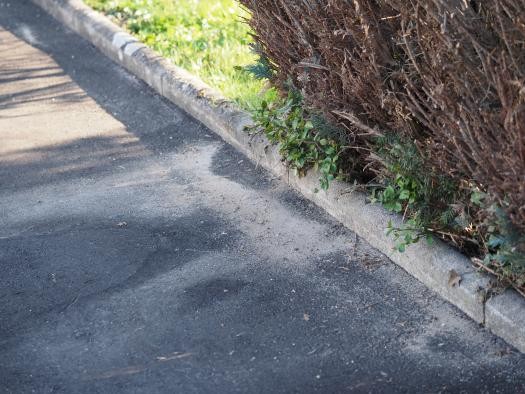 Ameisenbau an einem Bordsteinrand Ameisenbau an einem Bordsteinrand