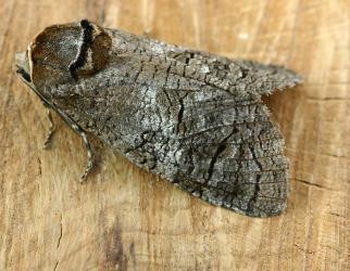 ausgewachsener Weidenbohrer, ein grauer Falter mit dunkler Marmorierung, die Flügel ragen hinten über den Körper hinaus