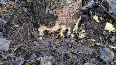 Schadensbefall an einem Baum