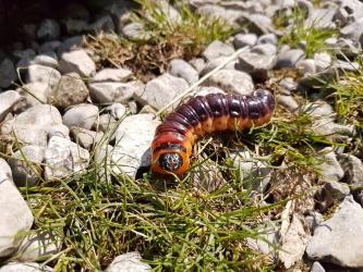 Weidenbohrerraupe Raupe des Weidenbohrers mit dunkelrot gefärbtem Rücken und sonst geblichem Körper auf Gras und Kieseln