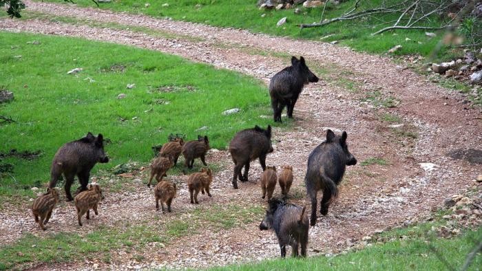 Wildschweine mit Frischlingen laufen einen Schotterweg entlang