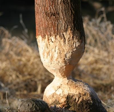 angenagter Baum, der mittig nur noch durch einen kleinen Stammbehalt zusammen gehalten wirde