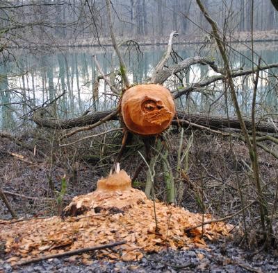 Ein von einem Biber durchgenagter Baum