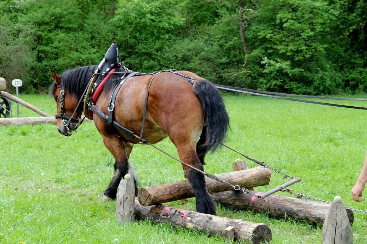 Pferd mit Zuggeschirr zieht handgezimmerten Pflug aus Holz Pferd mit Zuggeschirr zieht handgezimmerten Pflug aus Holz