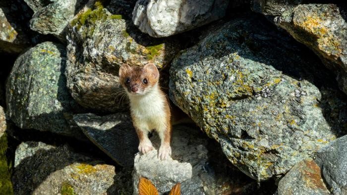 Ein Steinmarder mit typischer weißer Kehle schaut zwischen einem Steinhaufen hervor