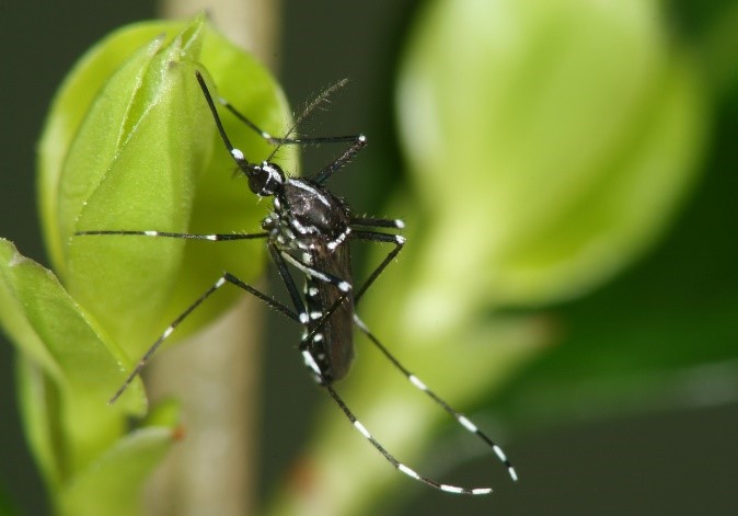eine Asiatische Tigermücke mit der charakteristischen schwarz-weißen Färbung auf einem Blatt
