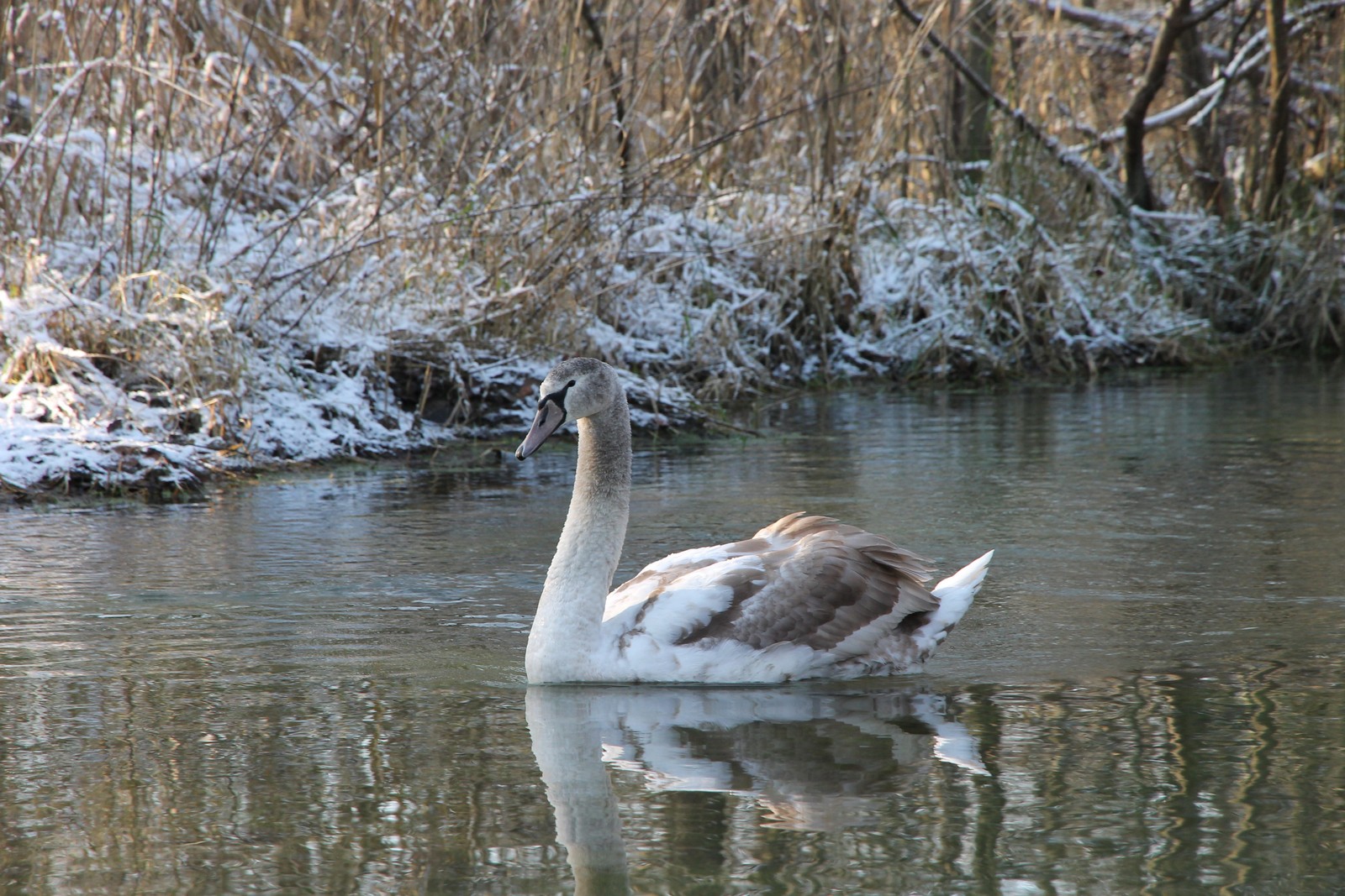 Schwan im Taubergießen