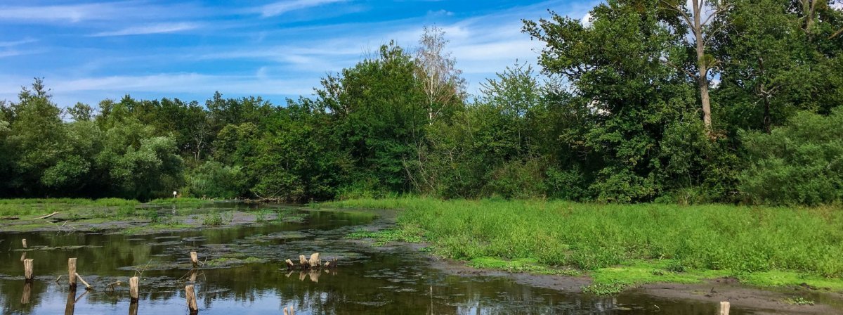Taubergießen im Vordergrund eine Wasserfläche, im Uferbereich grasüberwachsener Schlamm, dahinter eine Baumreihe vor blauem Himmel mit ein paar Schleierwolken